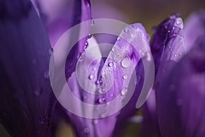 Purple crocuses on a meadow at sunny spring day. Macro photo of dew drops on petals of purple crocus flowers