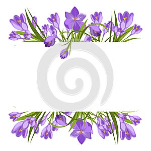 Purple crocuses in the snow vector. photo