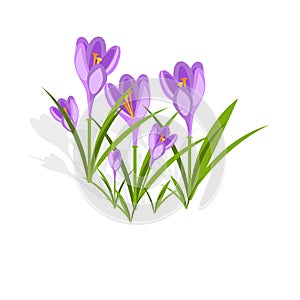 Purple crocuses in the snow vector. photo