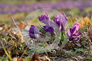 purple crocuses in sunlight in Bremen-Oberneuland