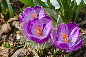 Purple crocus bloom in sunlight, spring season nature in detail photo