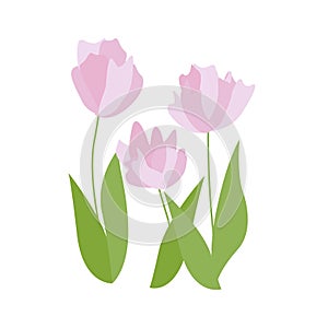 Purple crocuses tulips in snow vector. Spring pink tulips on white. Floral nature spring illustration of crocus flower