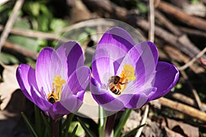 Purple crocuses