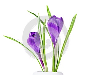 Purple crocuses in a white vase