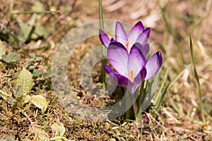 Purple crokus