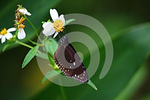 Purple Crow Butterfly (Genus Eupnoea)