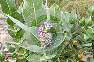 Purple Crown Flower Giant Indian Milkweed, Calotropis gigantea