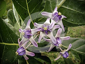 Purple crown flower with green background