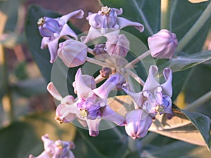 Purple crown flower