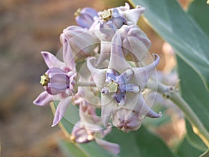 Purple crown flower