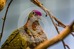 Purple crowned fruit dove in closeup, colorful tropical bird specie, popular pet in aviculture