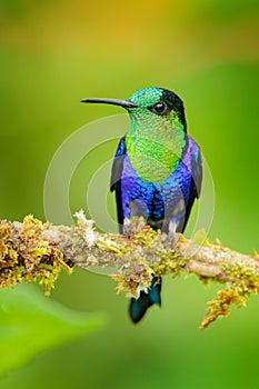 Purple-crowned woodnymph, Thalurania colombica fannyi, hummingbird in the Colombian tropical forest, blue an green glossy bird in