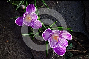 Purple crucus blossom. Blooming crocus flowers.