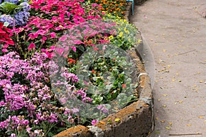 purple crysanthemum, christmas flower in garden. blooming flora