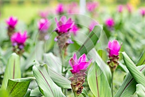 Purple Curcuma alismatifolia flower, is a tropical plant native to Thailand.Sometime call Siam tulip or summer tulip.