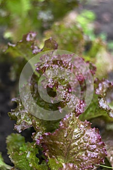 Purple curly green Lettuce growing in the garden, healthy vegetarian food