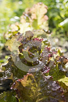 Purple curly green Lettuce growing in the garden, healthy vegetarian food