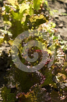 Purple curly green Lettuce growing in the garden, healthy vegetarian food