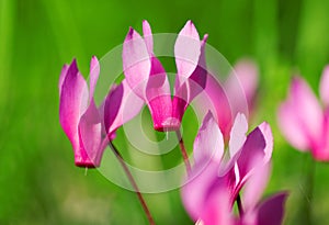 the purple cyclamen (Cyclamen purpurascens) or Spring Sowbread flower