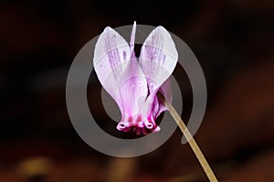 Purple Cyclamen flower Cyclamen hederifolium close-up