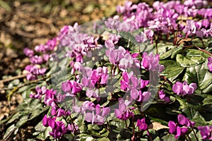 Purple cyclamen flowers in the spring sun