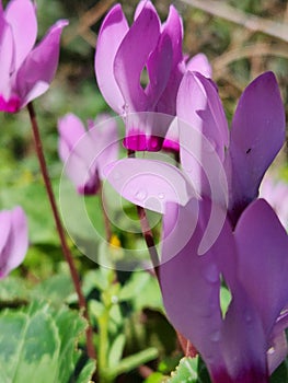 Purple cyclamen flowers with water drops on petals close up