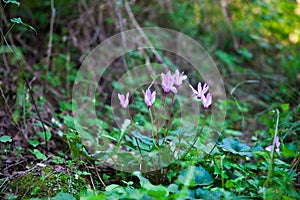Purple cyclamens in spring