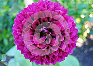 Purple Dahlia