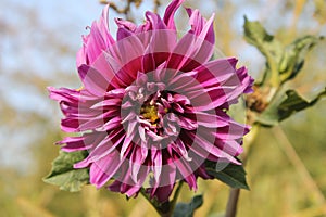 Purple dahlia