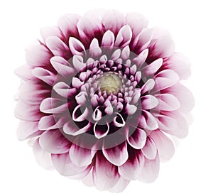 Purple dahlia