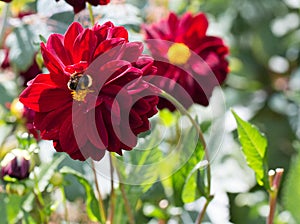 Purple Dahlia with a bumble bee collecting pollen from the yllow stamen