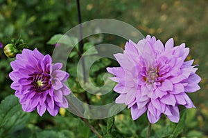 Purple Dahlia flower