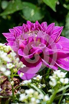 Purple dahlia flower on a background of green leaves and white flowers