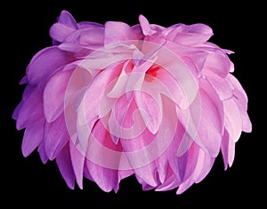 Purple Dahlia flower, black background isolated with clipping path. Closeup. with no shadows. for design.