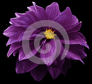 Purple dahlia. Flower on the black   isolated background with clipping path.  For design.  Closeup.