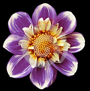 Purple dahlia. Flower on black isolated background with clipping path. For design. Closeup.