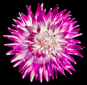 Purple dahlia. Flower on black isolated background with clipping path. For design. Closeup.