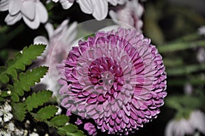 Purple Dahlia flower close up. Purple or Violet Dahlia Flower in Garden in green leaf background.