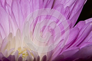 Purple dahlia flower closeup