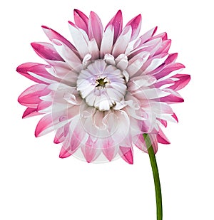 Purple dahlia. Flower on a white isolated background with clipping path. For design. Closeup.