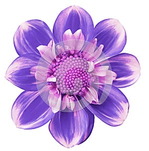 Purple dahlia. Flower on a white isolated background with clipping path. For design. Closeup.