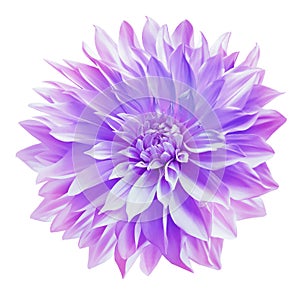 Purple dahlia. Flower on a white isolated background with clipping path. For design. Closeup