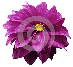 Purple dahlia. Flower on a white    isolated background with clipping path.  For design.  Closeup.