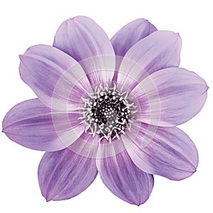 Purple  dahlia. Flower on a white isolated background with clipping path.  For design.  Closeup.