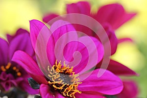 Purple dahlia flowers