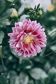 Purple dahlia in the garden against the background of green leaves