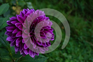 Purple Dahlia \