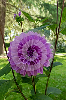 Purple dahlia, violet, flower, garden,