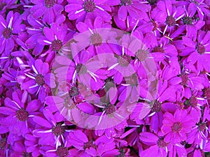 Purple Daisies