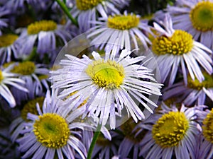 Purple daisies